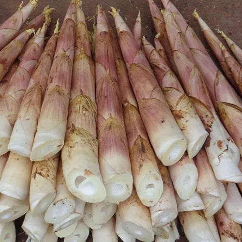 威信苦笋上市了!你吃到了吗?|苦笋|雷竹笋