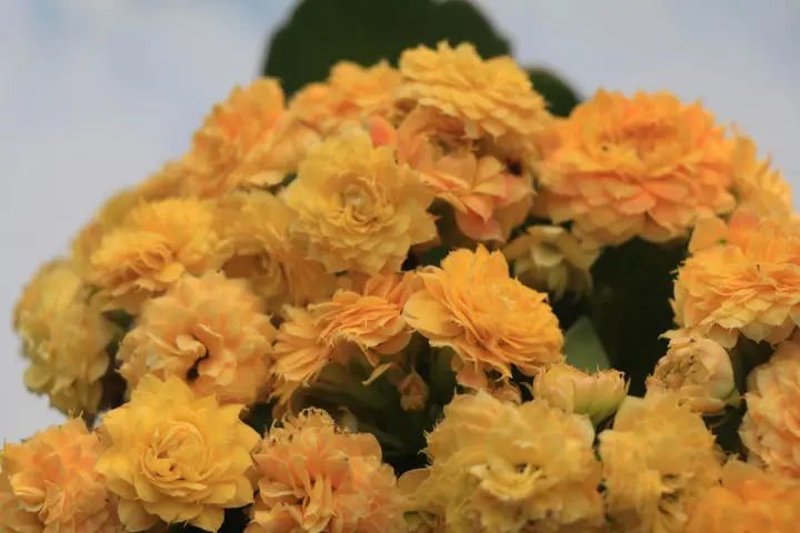 辛巴长寿花景天科伽蓝菜属多肉植物花开黄色花