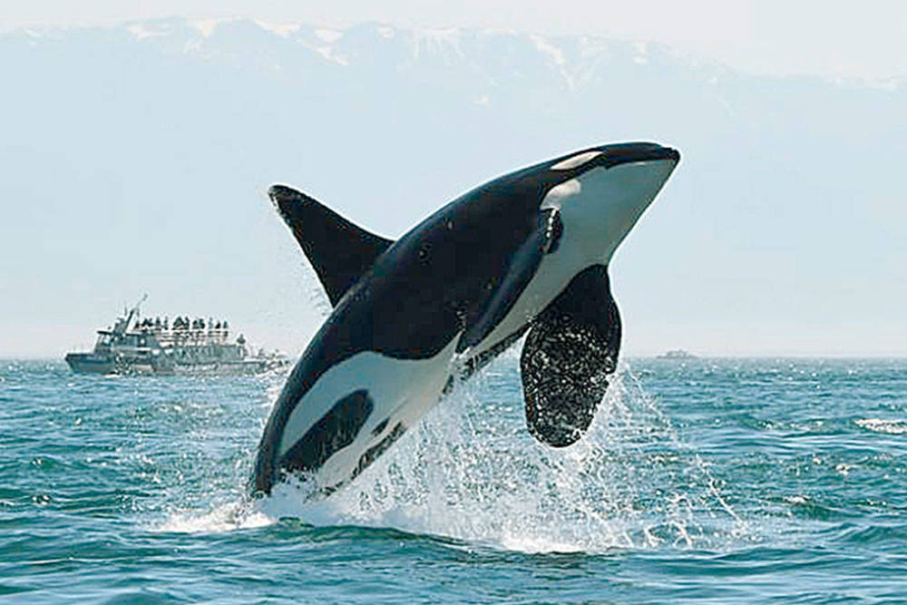 虎鲸怎样猎杀鲸鱼轮番按压淹死灰鲸却只吃喜欢的两个小东西