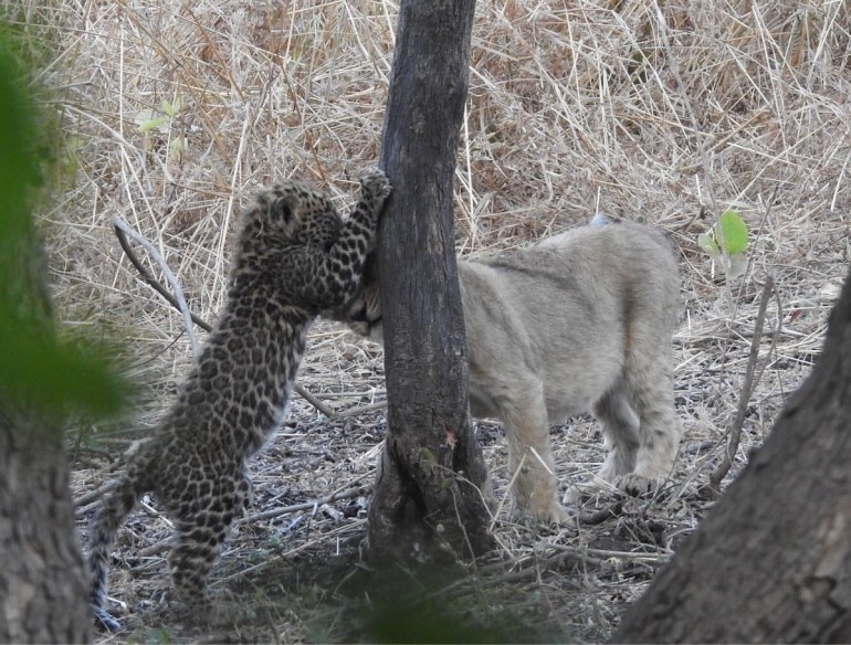 一只小花豹被母豹抛弃又遭遇3头狮子却发生了温馨的一幕