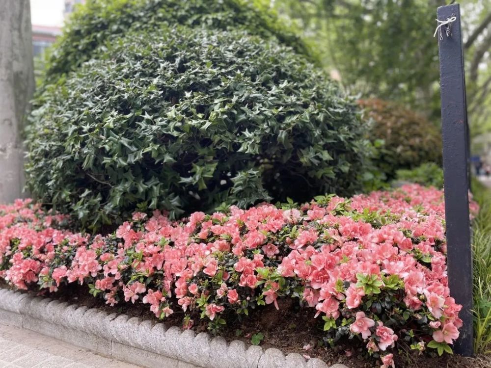 春日寻花丨杜鹃绽放红街头快约上小伙伴一起走花路吧