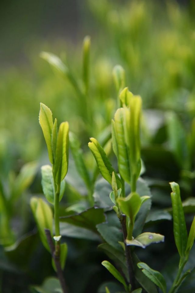 四月安徽行1群体老枞种六安瓜片开采