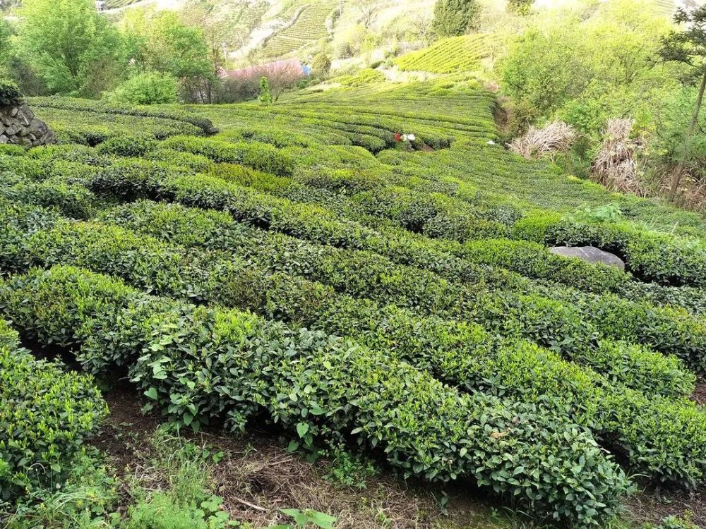 四月安徽行1群体老枞种六安瓜片开采