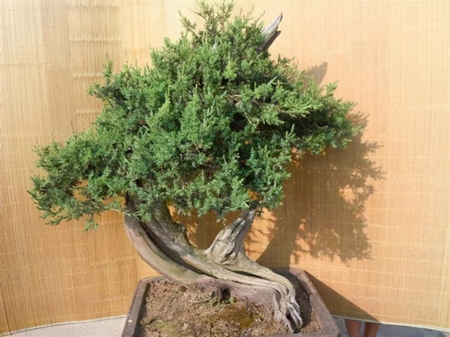 迷人的刺柏盆景,养护管理很轻松,前提是做好3方面的基础工作