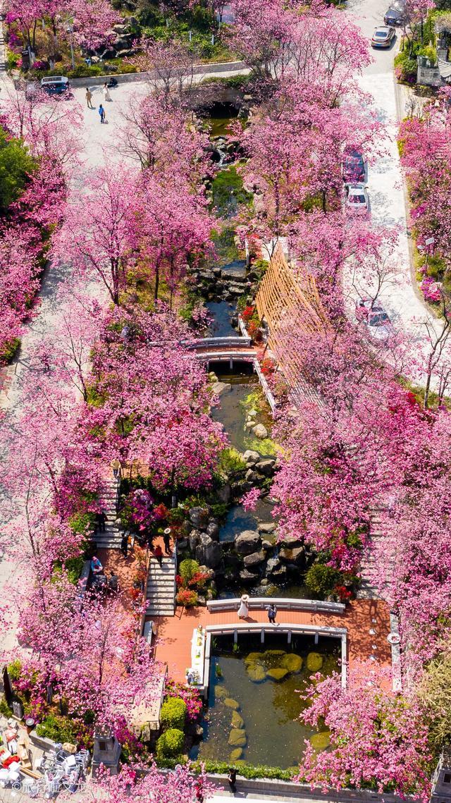 赏花的季节来云南,樱花开在大理都不一样的美,航拍看古城开粉花