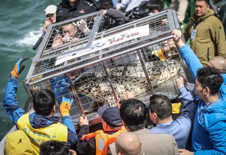 中国首次大规模放归人工繁育斑海豹行动在大连完成