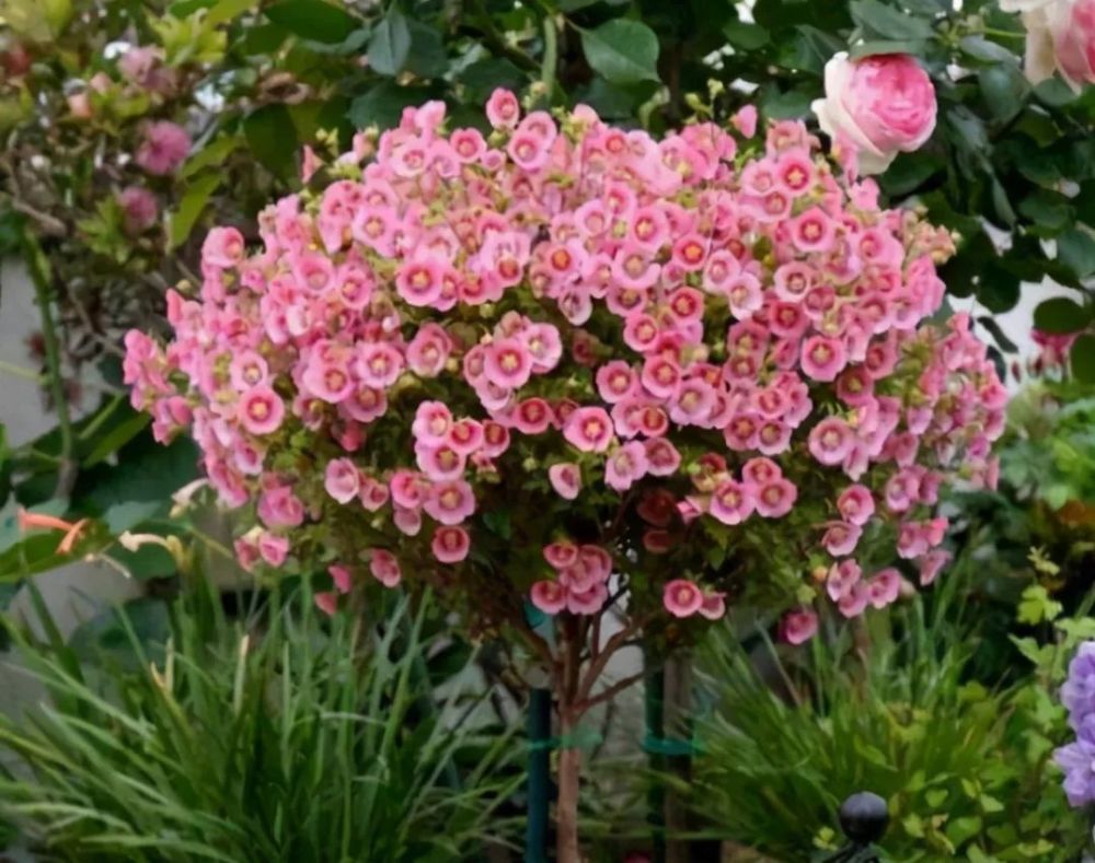 小木槿是属于一种多花的品种,它养好了一年四季都能够开花,开花量非常