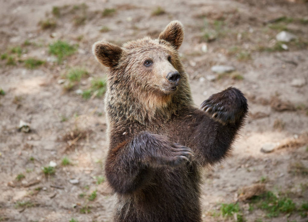 熊掌的秘密前掌有怪力后掌似人足了解完熊掌后还觉得熊可爱吗