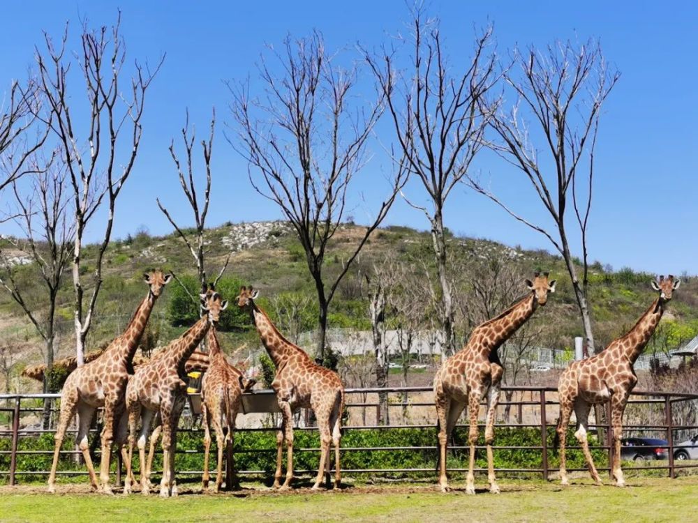 藏在金牛湖野生動物王國裡的拍照打卡聖地,讓你美出圈!