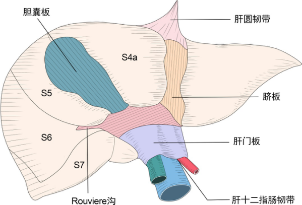 即肝门板,胆囊板,脐板,如图 1:三:三个肝板如何降低该并发症的发生呢