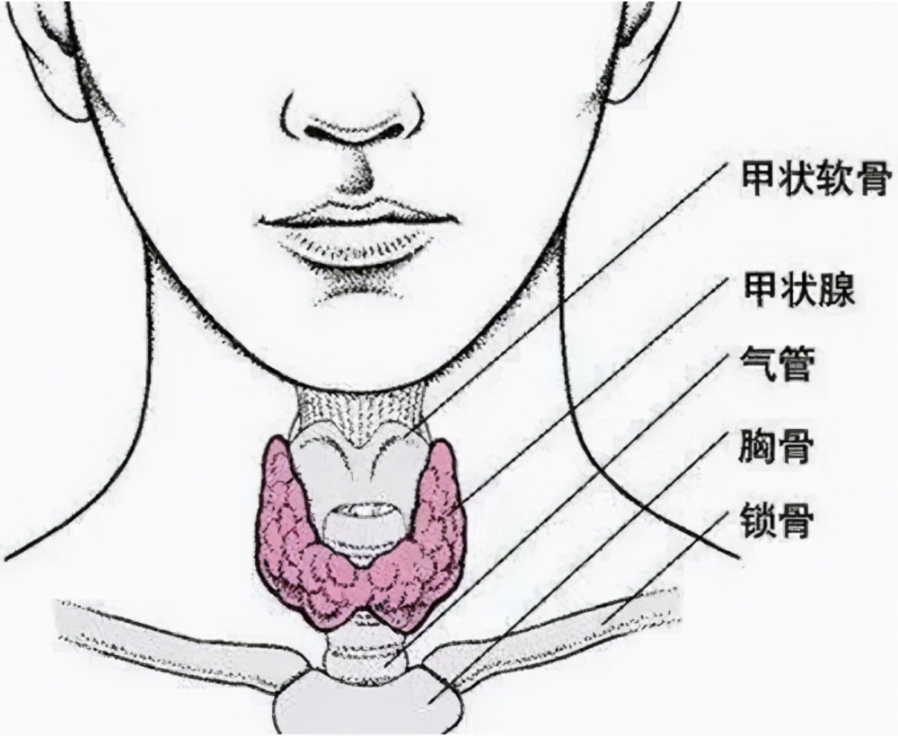 甲状腺具体位置图片