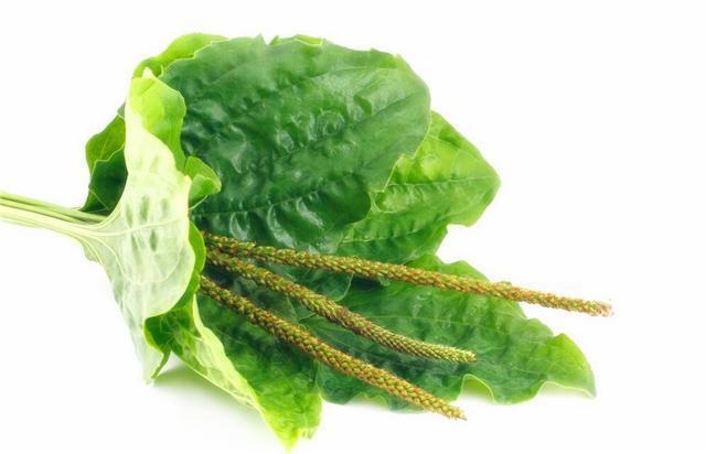 所以,车前草对于痛风的治疗也有一定的辅助作用,但是相对的来说,作用