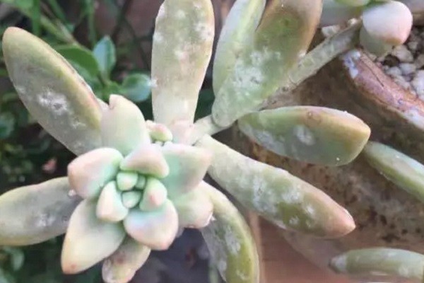 多肉叶长白色霉咋办要怎么救治