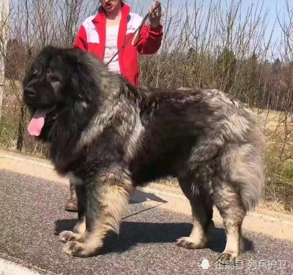 有好奇心的朋友想了解巨型高加索圖片有多大以及高加索犬圖片價格列兵