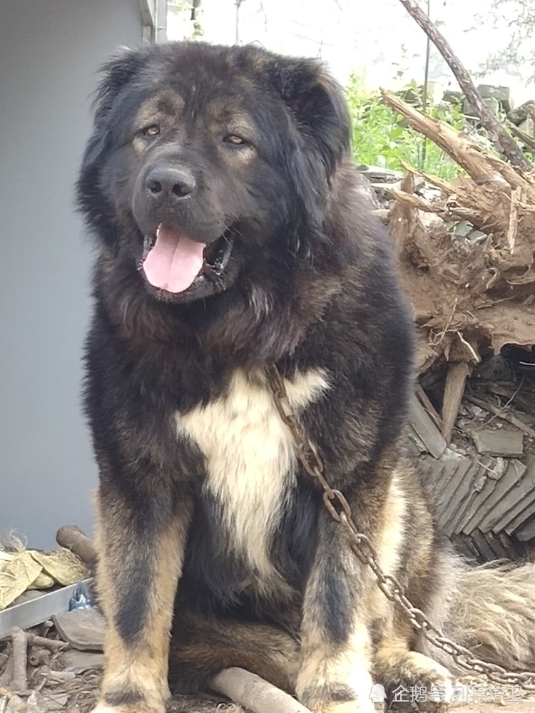 有好奇心的朋友想了解巨型高加索图片有多大以及高加索犬图片价格