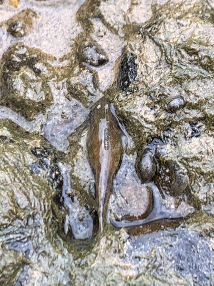 小柏菜龙头凤尾自带金酒杯这种鱼究竟什么味道值得人跑去安徽等