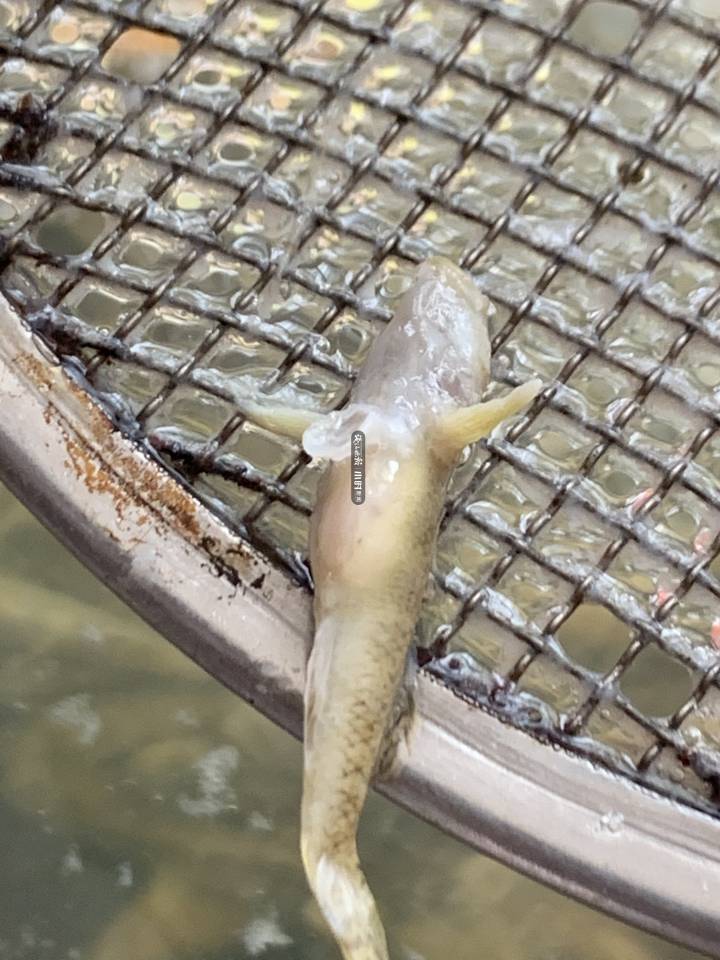 小柏菜龙头凤尾自带金酒杯这种鱼究竟什么味道值得人跑去安徽等