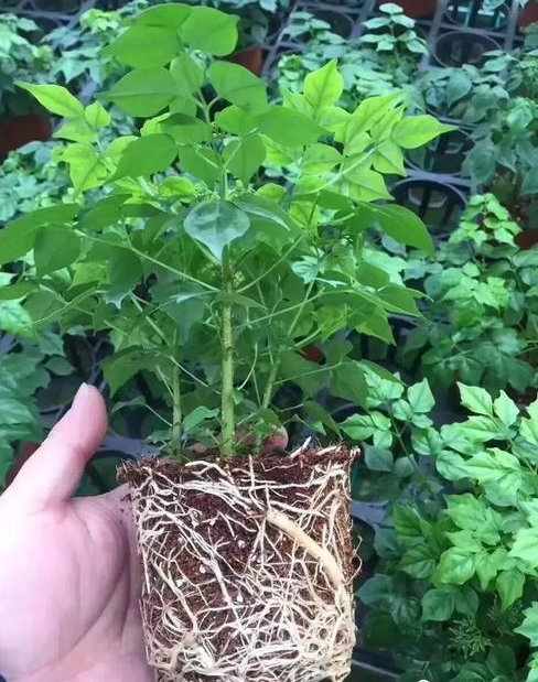 这些行为严重伤害作物根系 一定要避免 腾讯新闻