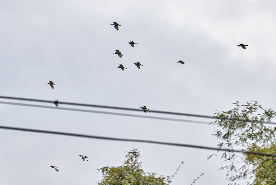 重庆忠县花果同树引来百鸟朝凤