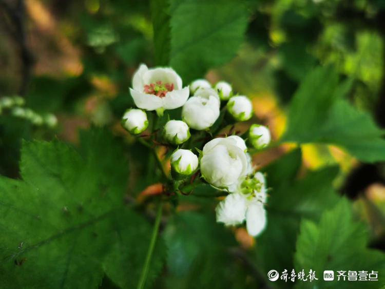 花开齐鲁 四月白花枝上绽 济南千佛山上山楂花雪白芬芳 腾讯新闻