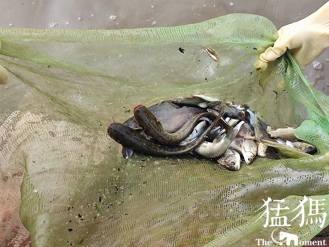 沙颍河周口城区河段暗藏超万米"绝户网",民间河长制止遭报复巡逻船被