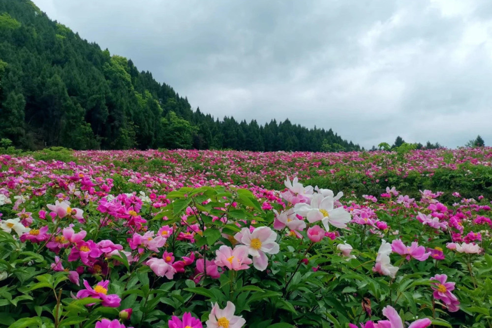 当人们走进中江这片芍药花花海区域给人的第一感觉就