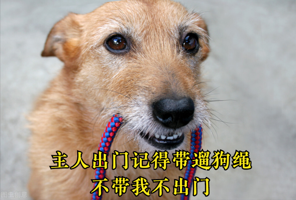 养狗的朋友注意了遛狗不拴绳或不佩戴犬牌将涉嫌违法