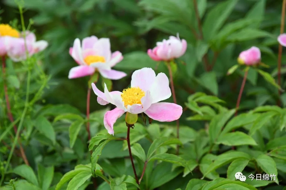美呆了绵竹这些地方已经繁花似锦快快打卡