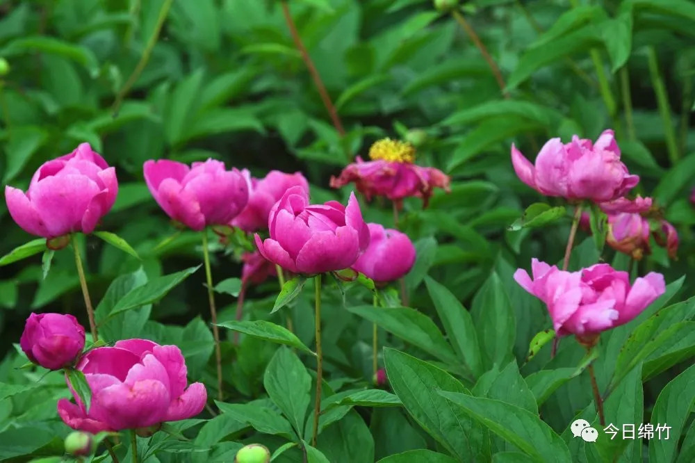 美呆了!绵竹这些地方已经繁花似锦,快快打卡