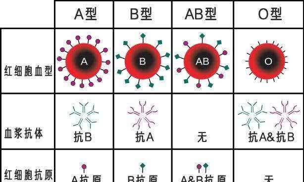 女性30种b型示意图图片