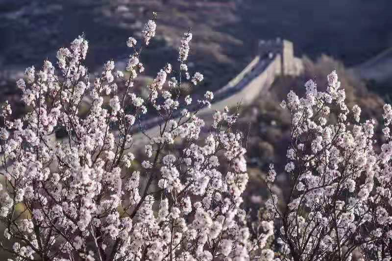 八达岭长城杏花图片