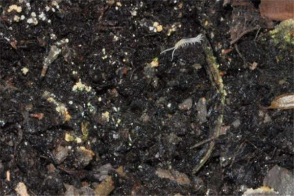 花盆里有蜈蚣好不好怎么办