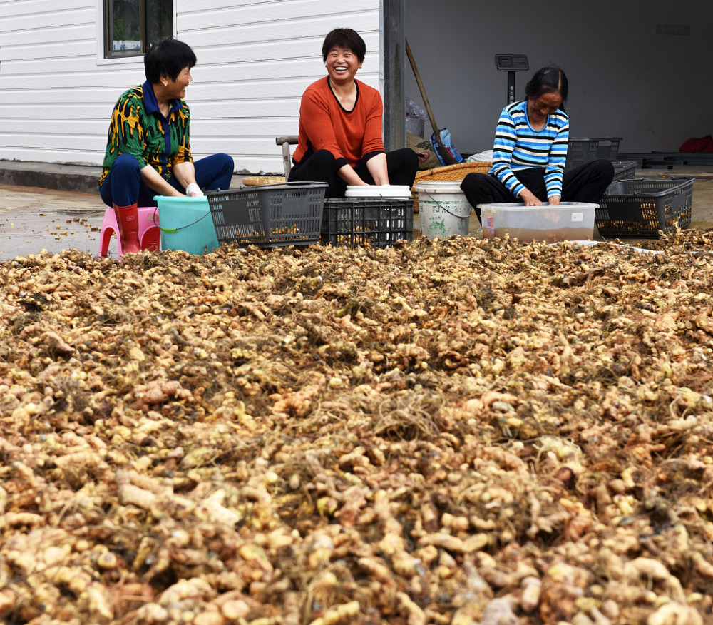 黄精种植技术(黄精种植技术和栽培视频)