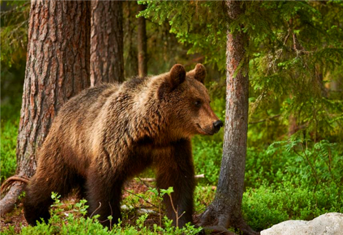 日本食人巨熊:5天连吃7名女性,至今依然是日本民众的梦魇_腾讯新闻