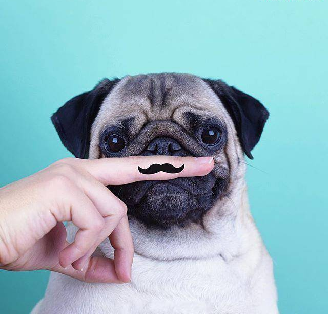 太原宠物托运公司