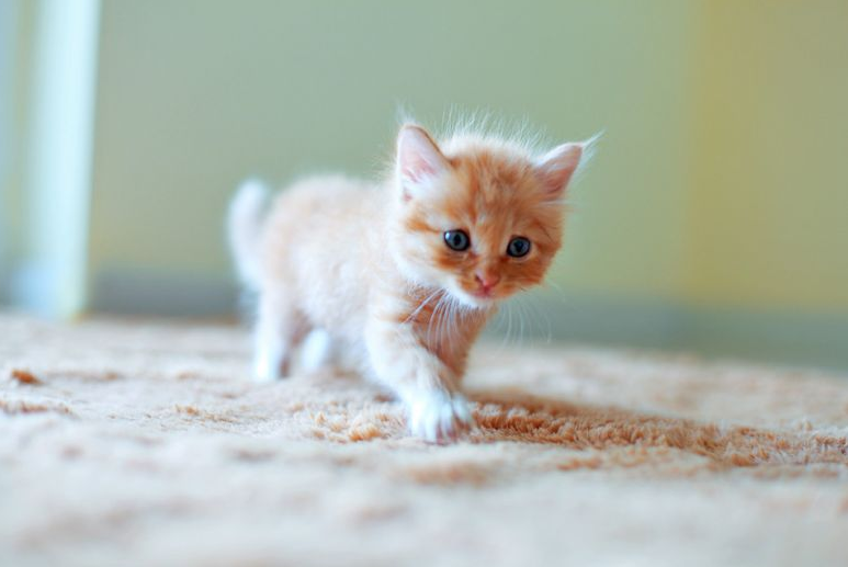 太原宠物托运公司