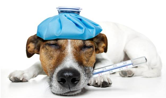 太原宠物托运公司