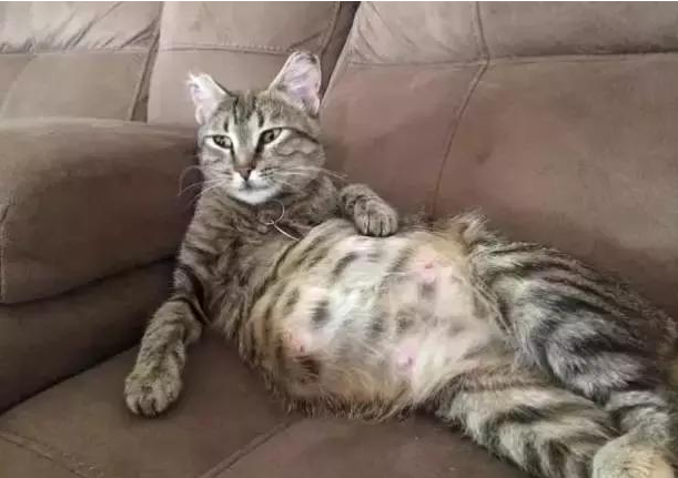 太原宠物托运公司