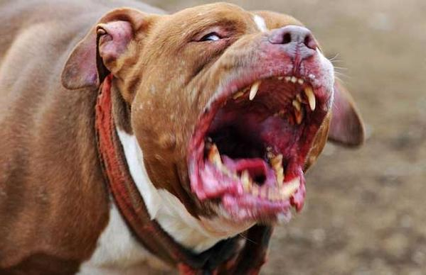 太原宠物托运公司