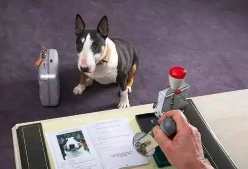 太原宠物托运公司