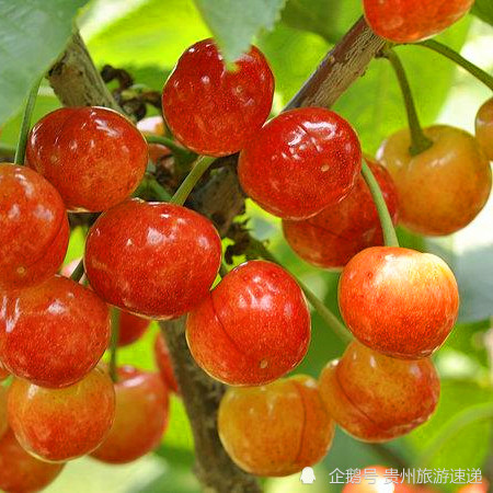 贵阳清镇凹河樱桃熟了!赶紧来一场回味无穷的初恋味道