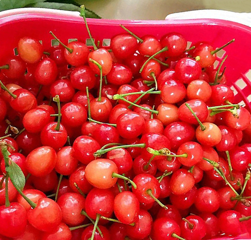 贵阳清镇凹河樱桃熟了赶紧来一场回味无穷的初恋味道