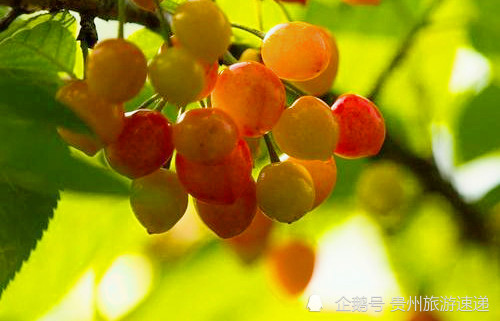 贵阳清镇凹河樱桃熟了赶紧来一场回味无穷的初恋味道