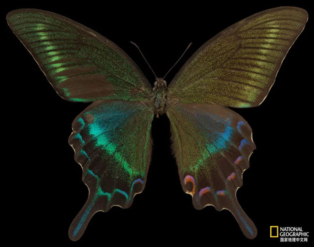 绿幽灵闪蝶(morpho absoloni)全景深鳞片特写光明女神闪蝶(morpho rhe