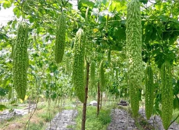 北方早春苦瓜栽培技术_腾讯新闻