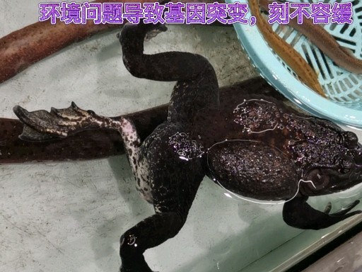 拍到一只三条腿青蛙你见过吗