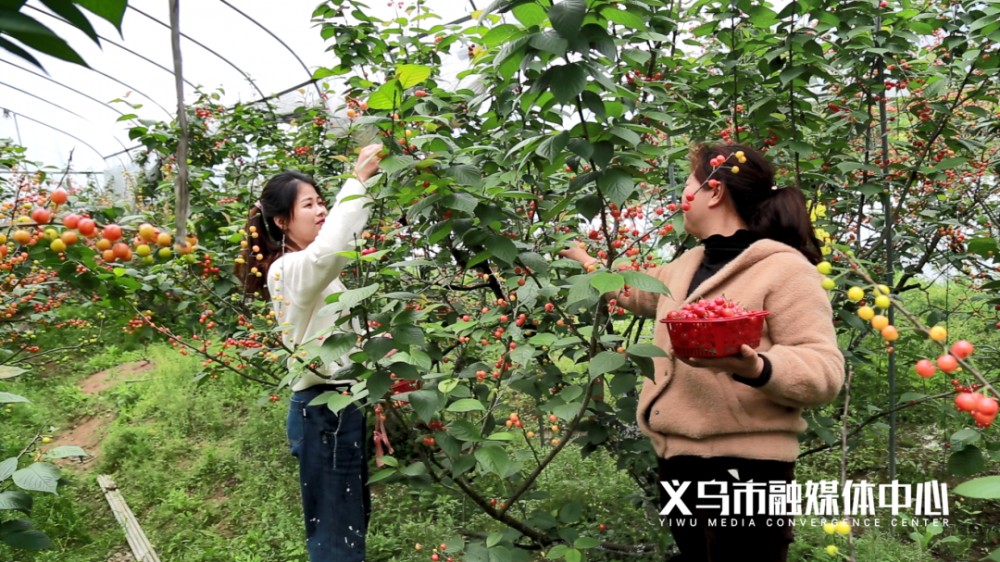 大陈镇众拥村郞坞自然村是义乌最早种植短柄樱桃的村庄,这里的樱桃