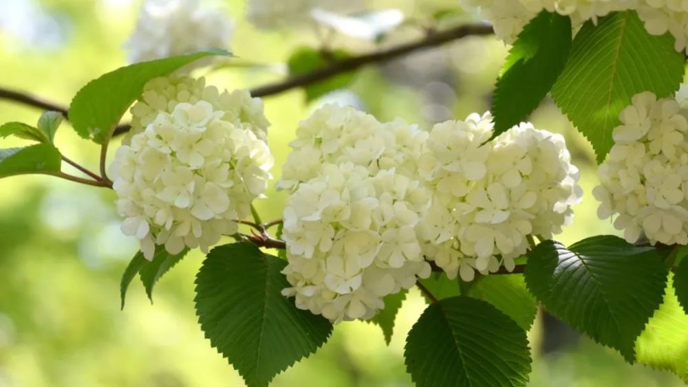 王新春又见琼花开
