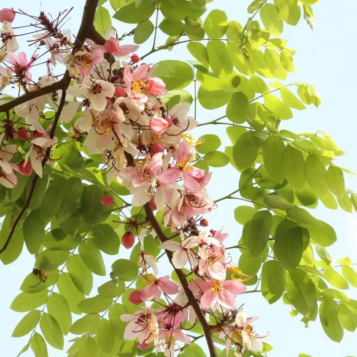 番禺又一"赏花胜地",周末来赴一场和花旗木的约会吧!_腾讯新闻