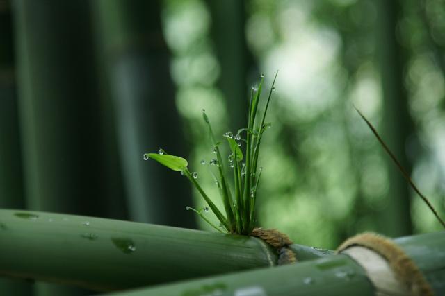 竹香禪意)前調:橙花油 香檸檬 苦橙中調:茶葉 含羞草 辛香料 竹子後調